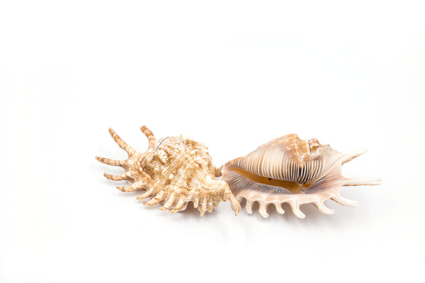 Beige and Brown Spider Shell